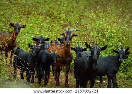 A group of brown and black Spanish goats in the field