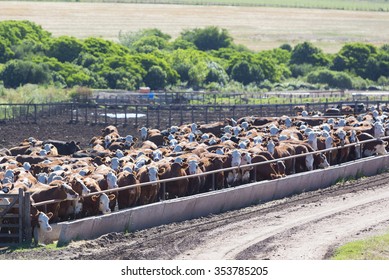 Group of brown cows looking at the camera in a farm land in Uruguay. This is the result of intensive livestock business in South America 2014.