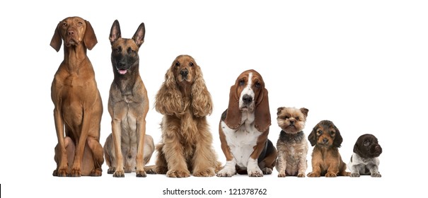 Group of brown dogs sitting, from taller to smaller against white background