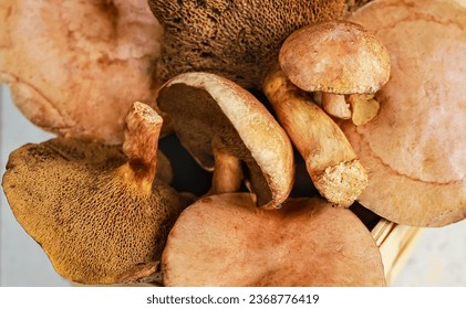 Group of brown edible mushrooms top view.  Red cracking bolete fungi. Autumn seasonal wild mushrooms ingredients for low calory diet