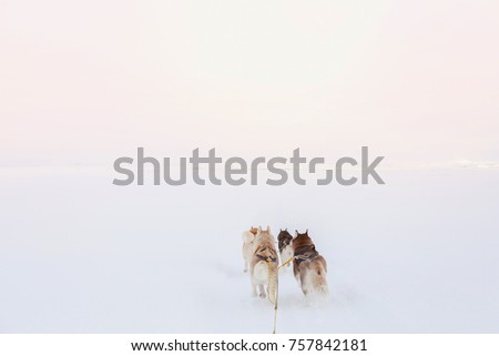 Similar – Image, Stock Photo much blue, much white and a little bit of dog