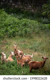 A group of brown goats in the field