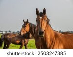 Group brown horses | mares grassland feeding | horse photo