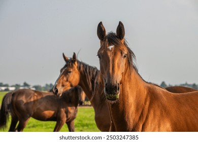 Group brown horses | mares grassland feeding | horse photo