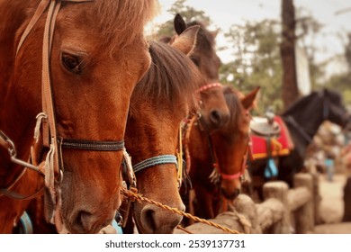 A group of brown horses with saddles standing behind a rustic wooden fence in an outdoor setting. - Powered by Shutterstock