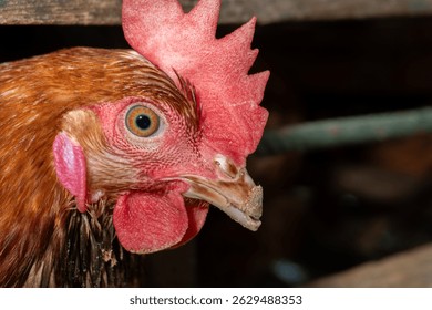 A group of brown layer hens inside a commercial poultry farm, standing in cages and laying eggs on metal conveyor trays. The chickens are part of an industrial egg production system. Eggs are collecte