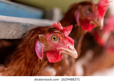 A group of brown layer hens inside a commercial poultry farm, standing in cages and laying eggs on metal conveyor trays. The chickens are part of an industrial egg production system. Eggs are collecte