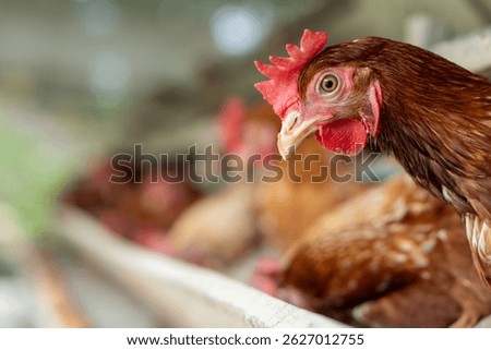 A group of brown layer hens inside a commercial poultry farm, standing in cages and laying eggs on metal conveyor trays. The chickens are part of an industrial egg production system. Eggs are collecte