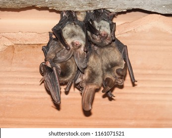 Group of Brown long-eared bat (Plecotus auritus)