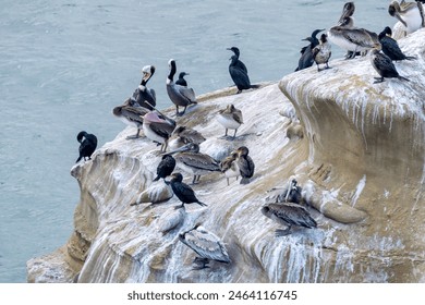 A group of brown pelicans and cormorants sit on a large rock in the Pacific Ocean at Sunset Cliffs, San Diego, California. One of the pelicans has opened its beak and the pink throat pouch is visible. - Powered by Shutterstock