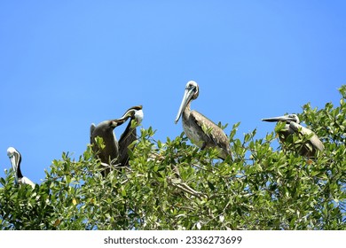 a Group of brown pelicans resting on a tree by the ocean in Costa Rica. - Powered by Shutterstock