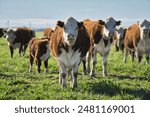 Group of brown and white Argentinian Polled Hereford cows in a field looking at the camera.