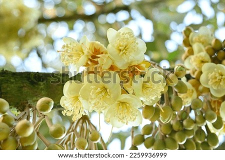 Group bud durian flowers blooming on the branches on tree in the garden, durian fruit grown from small to large, the best product quality in Thailand for export, king of fruit in Thai, bottom view 
