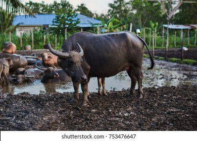 Group of buffaloes and cows in rural farm. Water Asian buffalo in corral. Animal for help work in rice field. Ecology farm. Cattle pen, domestic animal, livestock in rural farm. Countryside, rural.