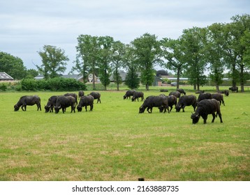 a group of buffaloes grazing in a field in germany
