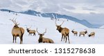 Group of bull Elk with antlers at the National Elk Refuge in Wyoming in winter with Snow King ski resort