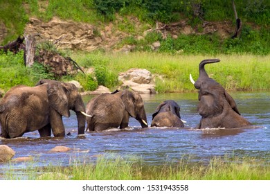 A Group Of Bulls Bathe And Play In The Great Ruaha River