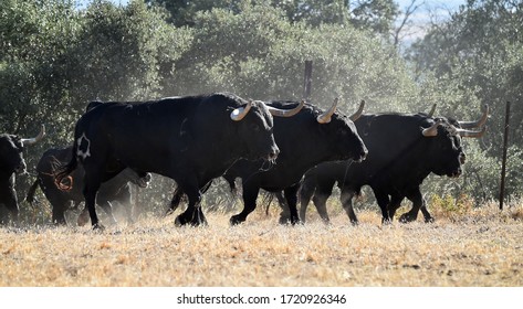 A Group Of Bulls Running On The Spanish Cattle Farm