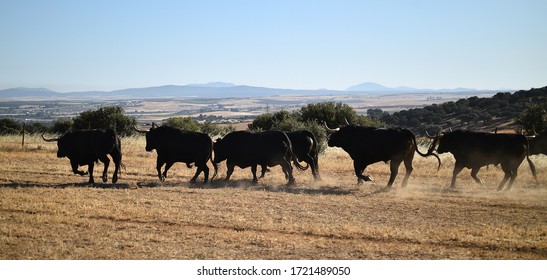 A Group Of Bulls Running On The Spanish Cattle Farm