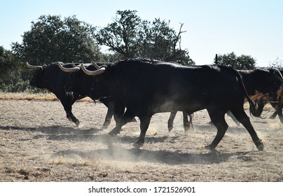 A Group Of Bulls Running On The Spanish Cattle Farm