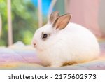 Group of ิbaby bunny easter rabbit relaxing in living room with flowers garden background. Fluffy baby rabbit, lovely mammal with beautiful bright eyes in nature life. Animal easter symbol concept.