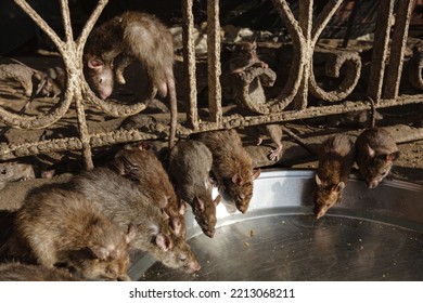 Group Of Busy Rats Eating Together, Karni Mata Temple, Rajasthan, India