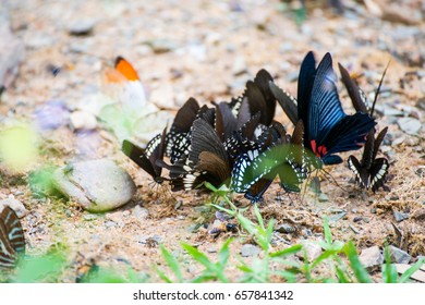 Group of butterflies on the ground, Kaeng Krachan National Park, Thailand