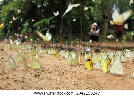 Group of butterflies on the ground. Butterflies swarm eating minerals from salty soil at Pang Sida National Park in Sa Kaeo Province, Thailand.  (soft focus and shallow depth of field)