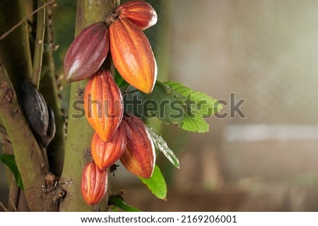 Group of cacao pods on tree branch with copy space close up view