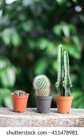 group of cactus
