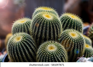 Group of Cactus in a clay pot ,cactus for a background usage