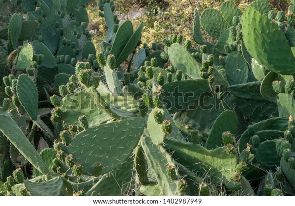 Group Cactus Plant Dessert Abaha Saudi Stock Photo (Edit Now) 1402987949