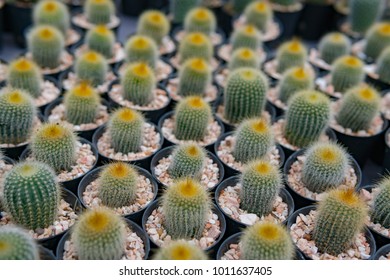 Group of cactus in a pot