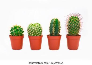 Group Of Cactus In A Pot Isolated