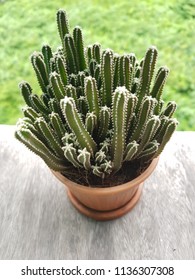 group cactus tree