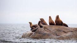 A Group Of California Sea Lions Sit On A Rock Close To The Pacific Ocean Guarding Their Territory. Taken Off The Sunshine Coast Of British Columbia.