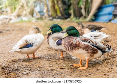 Group Call Duck Or Mini Mallard A Pet In The Backyard On The Wet Straw In The Rainy Season.