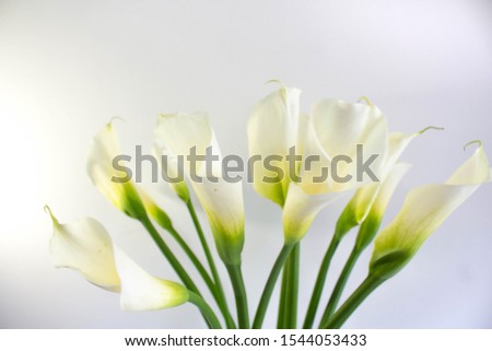 Similar – Image, Stock Photo row arrangement Plant