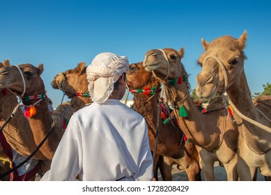 Group Of Camels And Arabian Beduin Kid Stand In Ibra Desert In Countryside Of Muscat, Oman.