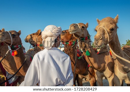 Group Of Camels and arabian beduin Kid stand in Ibra desert in countryside of Muscat, Oman.