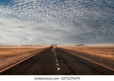 Grupo de camellos cruzando la carretera en los desiertos de Dubai, Emiratos Árabes Unidos