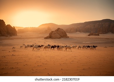 A group of camels in the middle of the Al-Ula desert, winter at Tantora, northern Saudi Arabia, Saudi tourism, sunset mountains