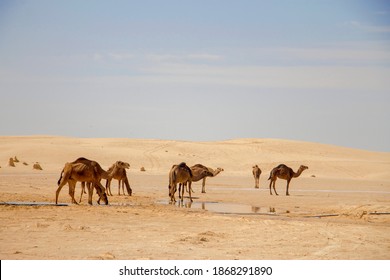 Group Of Camels In Sahara Desert Drink Water From Puddle Under Hot Sun