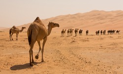 group-camels-walking-liwa-desert-250nw-6