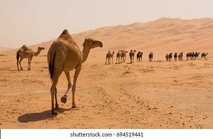 Group Of Camels walking in liwa desert in Abu Dhabi UAE