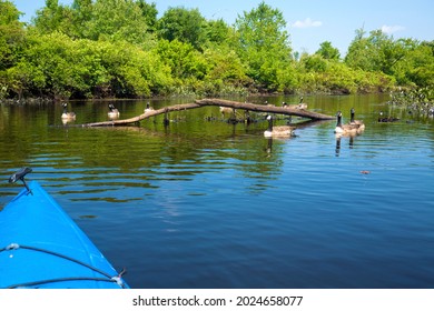 Group Of Canada Geese And Bow Of A Kayak In The Water At The Quinebaug River Canoe Trail In East Brimfield, Massachusetts.