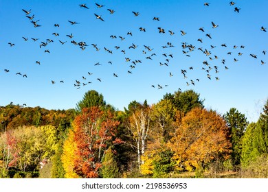 Group of Canada geese flying in formation. Fall landscape. Birds migration - Powered by Shutterstock