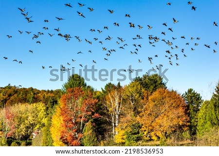 Group of Canada geese flying in formation. Fall landscape. Birds migration