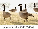 A group of Canada geese standing and resting by a lake, showcasing their distinctive black heads and white markings. The tranquil lakeside scene captures the beauty of wildlife in a natural habitat.