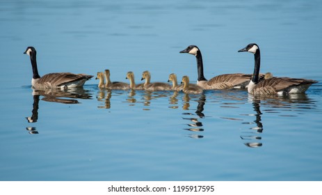 Group Of Canada Goose Family Swimming With Reflections On Lower Fishing Lake In Narrow Hills Provincial Park In Saskatchewan